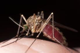 batterio zanzara malaria
