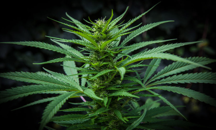 Radicali sulla legalizzazione della Marijuana contro la crisi