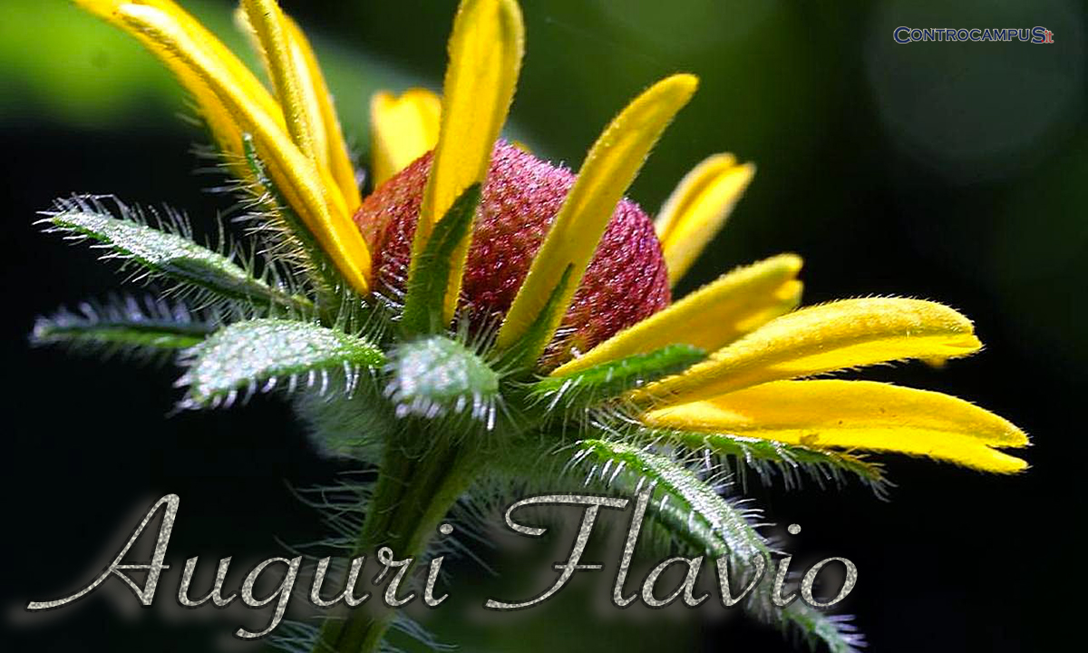 Immagini Auguri Buon Onomastico Flavio