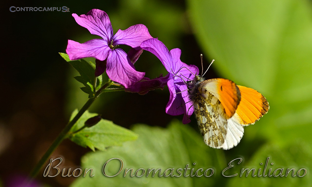 День изучения бабочки. Оранжевая бабочка на цветен.