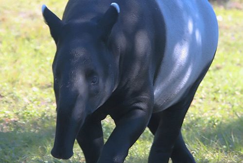 Giornata mondiale del tapiro