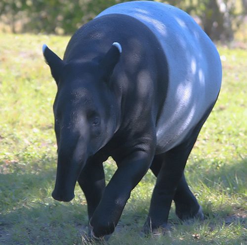 Giornata mondiale del tapiro