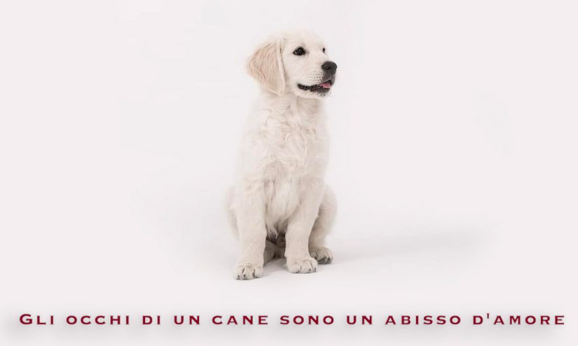 Immagini Giornata del Cane