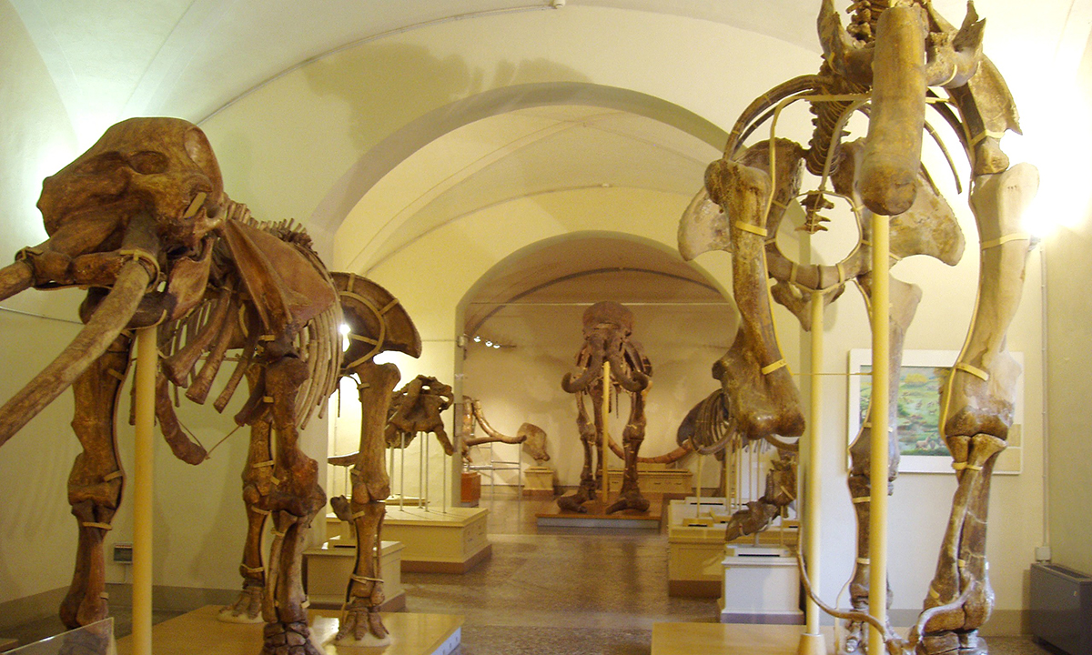 Come diventare direttore di museo