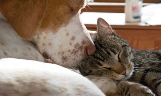Animali domestici