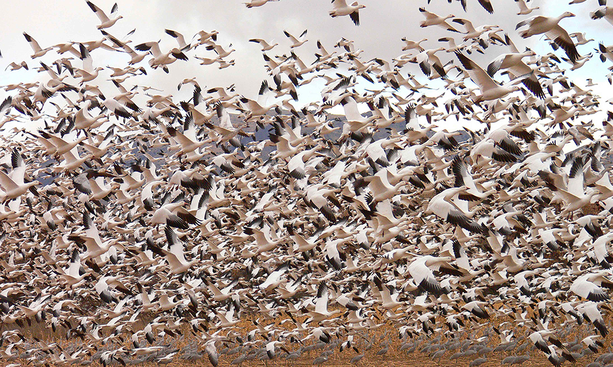 Gli uccelli stanno cambiando le proprie abitudini a causa del clima