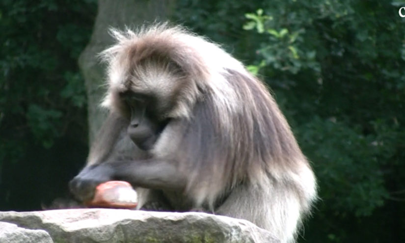 Scimmie gelada usano le pietre per “disegnare”