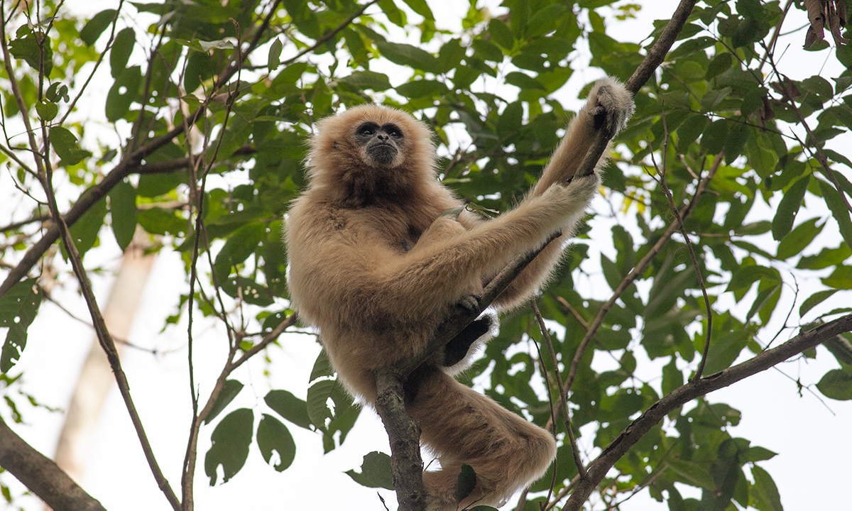 Regolarità ritmica umana trovata nei gibboni e altri primati