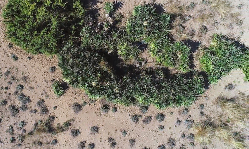 Piante aliene trovate grazie ai droni