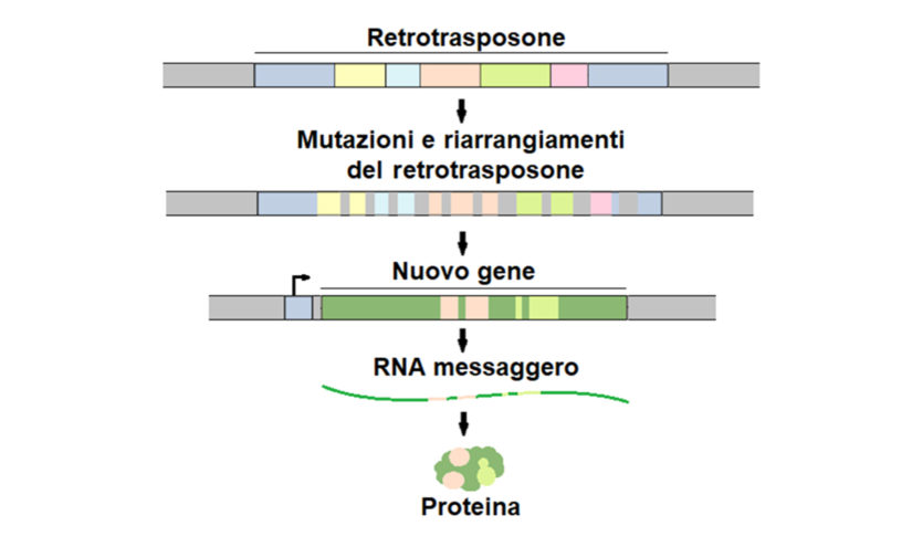 Retrotrasposoni