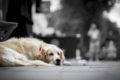Disfunzione cognitiva canina