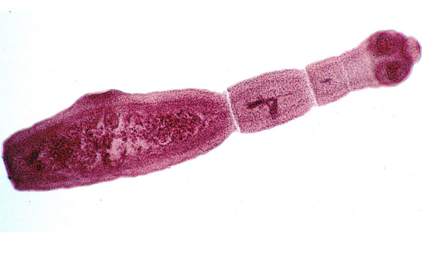 Cambiamento climatico- Si diffonde Echinococcus Multilocularis