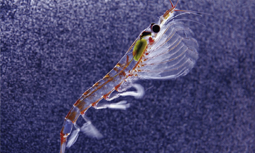 Genoma del krill antartico