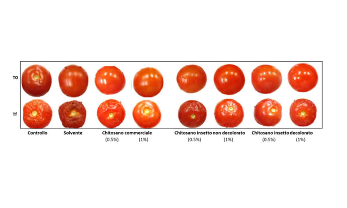 Chitosano per conservare gli alimenti freschi