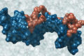 Nanotrasportatori selettivi per contrastare tumori metastatici