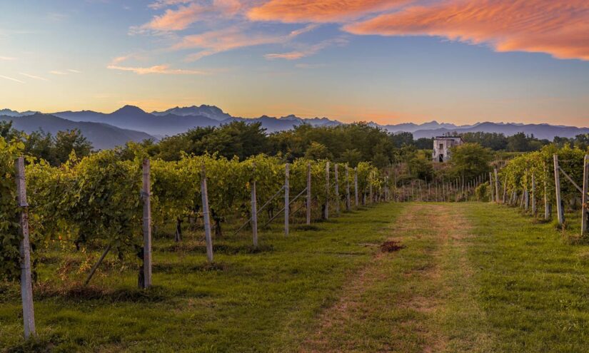 Luce UV-C: miglioramento della qualità del vino in vigneto