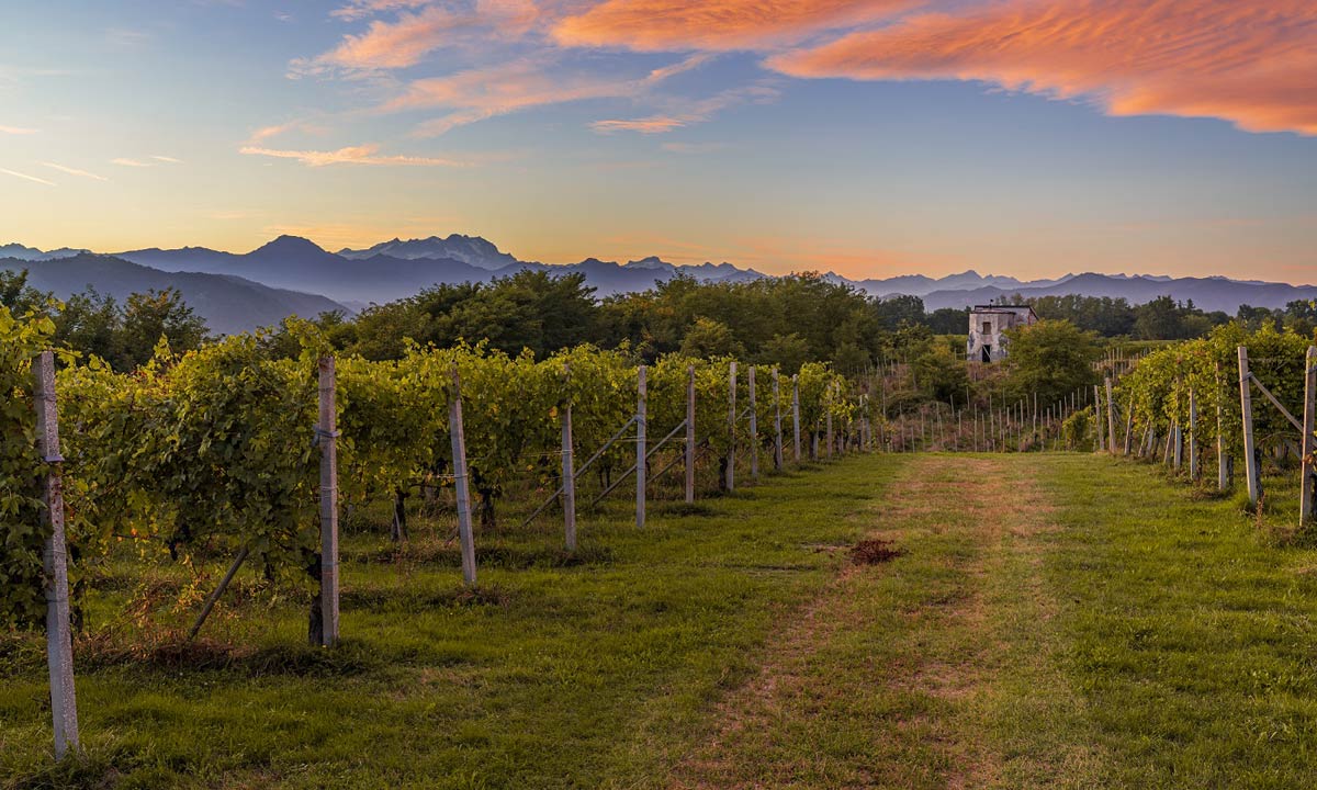 Luce UV-C: miglioramento della qualità del vino in vigneto