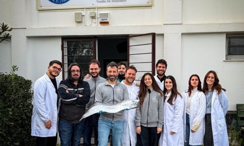 Pesce liocorno nelle acque dello Stretto di Messina