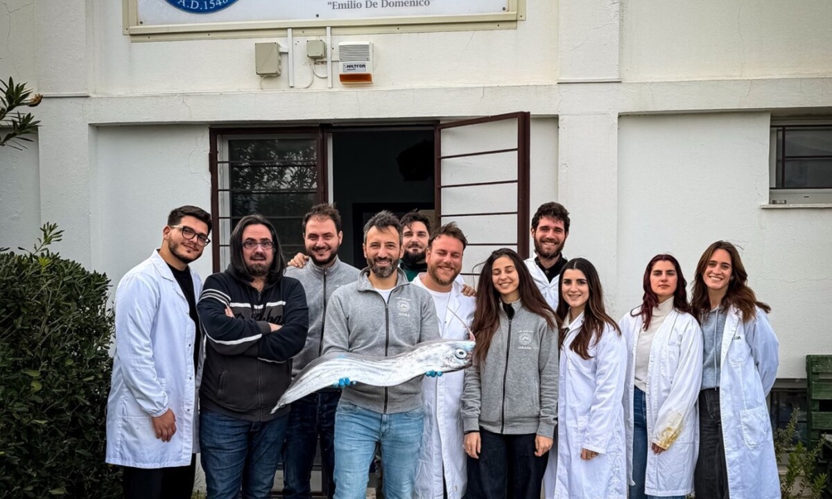 Pesce liocorno nelle acque dello Stretto di Messina
