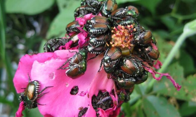 Bioinsetticida contro Popillia japonica