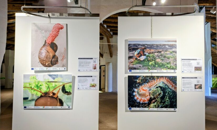 Mostra fotografica sulla biodiversità nelle Valli Mirandolesi