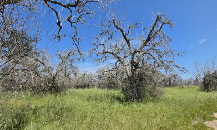 Ulivi con Xylella