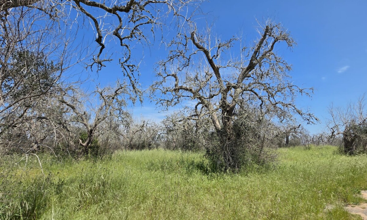 Ulivi con Xylella